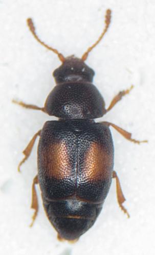 Réf. 218 434 : Kateretes pusillus